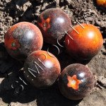 Томат Ворсистый Синий Болтун (Wooly Blue Jay) /20 семян/ *Частная коллекция*