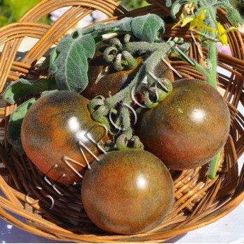 Томат Гордість Фландрії (Pride Of Flanders) /20 насінин/ *Приватна колекція*