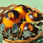 Томат Золотая Лесная Яблоня (Golden Crabapple) /20 семян/ *Частная коллекция*