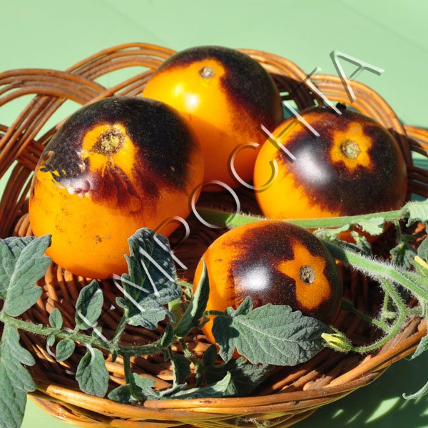 Томат Золота Лісова Яблуня (Golden Crabapple) /20 насінин/ *Приватна колекція*