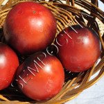 Томат Каскад Віллідж Синій (Cascade Village Blue) /20 насінин/ *Приватна колекція*