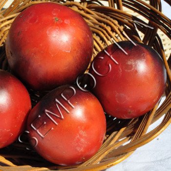 Томат Каскад Віллідж Синій (Cascade Village Blue) /20 насінин/ *Приватна колекція*