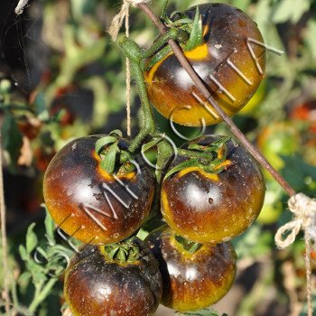 Томат Мадді Вотерс (Muddy Waters) /20 насінин/ *Приватна колекція*