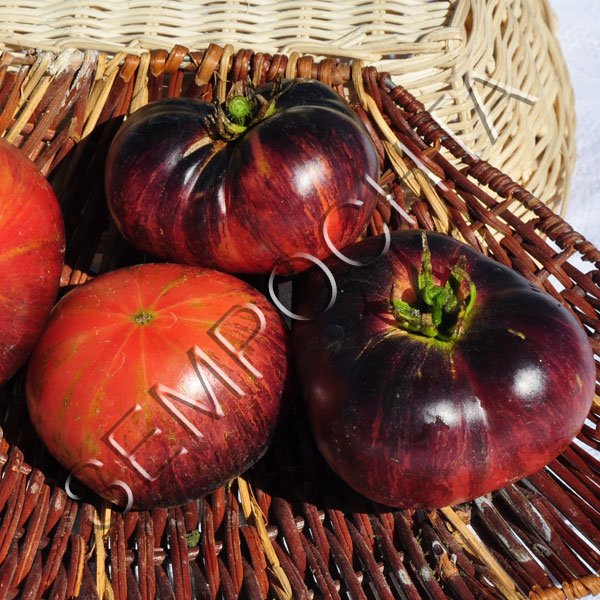 Томат Озарк Схід (Ozark Sunrise) /20 насінин/ *Приватна колекція*