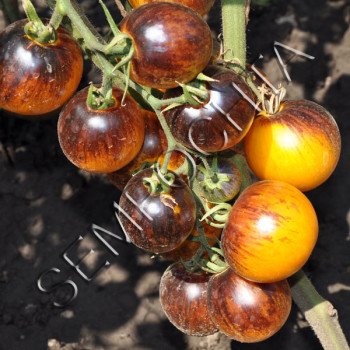 Томат Основные Цвета (Primari Colors) /20 семян/ *Частная коллекция*