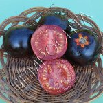 Томат Почти Голубая Кровь (Alki Blue Blood) /20 семян/ *Частная коллекция*