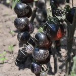 Томат Роза Индиго /20 семян/ *Частная коллекция*