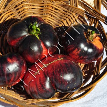 Томат Рожевий Сибірський Тигр (Pink Siberian Tiger) /20 насінин/ *Приватна колекція*