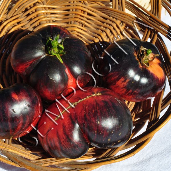 Томат Рожевий Сибірський Тигр (Pink Siberian Tiger) /20 насінин/ *Приватна колекція*