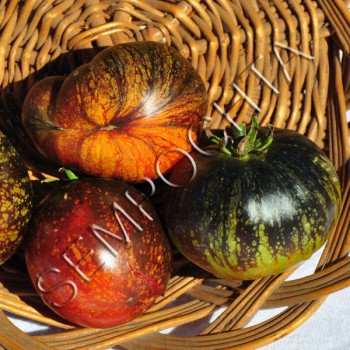 Томат Синє Полум'я (Blue Fire) /20 насінин/ *Приватна колекція*