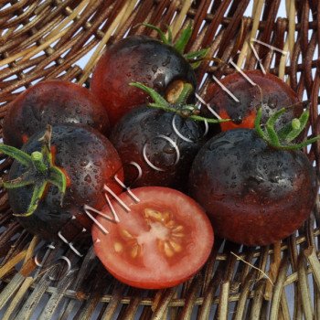 Томат Синій Ліс (Bosque Blue) /20 насінин/ *Приватна колекція*