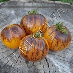 Томат Уссурийский Тигр (Ussuri Tiger) /20 семян/ *Частная коллекция*