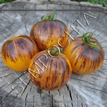 Томат Уссурійський Тигр (Ussuri Tiger) /20 насінин/ *Приватна колекція*