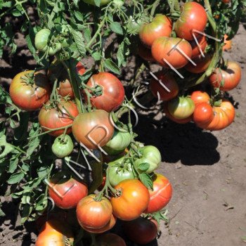 Томат 1884 Фіолетовий /20 насінин/ *Часна колекція*