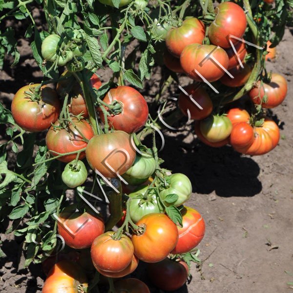 Томат 1884 Фіолетовий /20 насінин/ *Часна колекція*