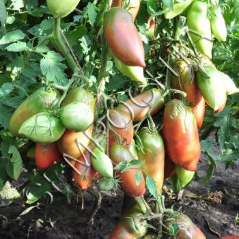 Томат Фіолетова Гордість Весселя (Wessel`s Purple Pride) /20 насінин/ *Приватна колекція*