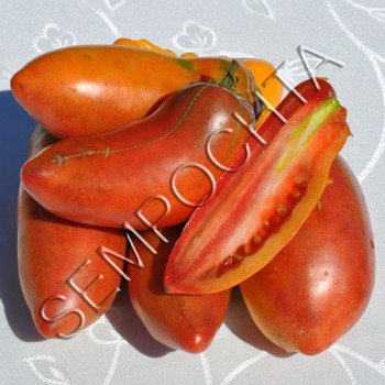 Томат Фіолетова Гордість Весселя (Wessel`s Purple Pride) /20 насінин/ *Приватна колекція*