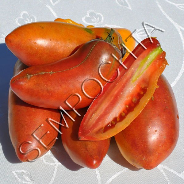 Томат Фіолетова Гордість Весселя (Wessel`s Purple Pride) /20 насінин/ *Приватна колекція*