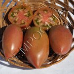 Томат Фіолетова Ісоніка (Purpur Isonika) /20 насінин/ *Приватна колекція*