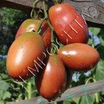 Томат Фиолетовый Русский /20 семян/ *Частная коллекция*