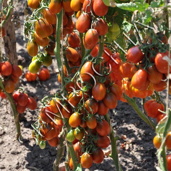 Томат Чорний Дракон /20 насінин/ *Приватна колекція*