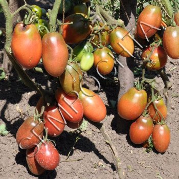 Томат Чорний Імператор (Blach Emperor) /20 насінин/ *Приватна колекція*