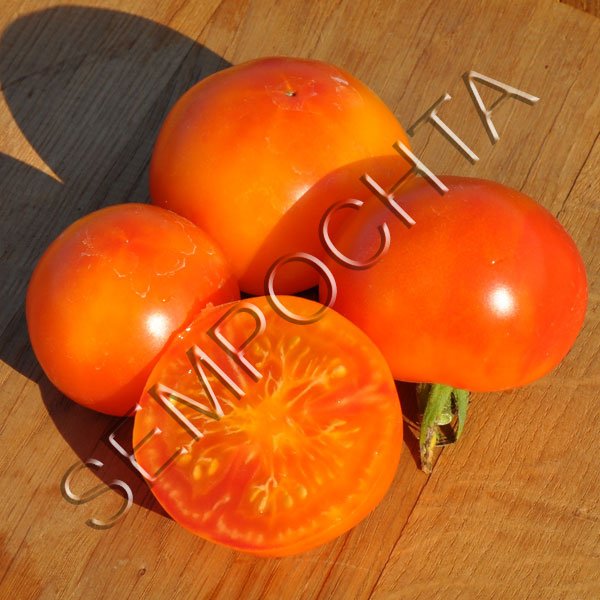 Томат Ананасовий Туман (Pineapple Fog) /20 насінин/ *Приватна колекція*