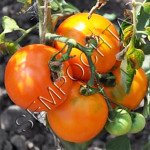 Томат Граф из Эджкомби (Earl Of Edgecombe) /20 семян/ *Частная коллекция*