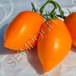 Томат Золотой Кенигсберг /20 семян/ *Частная коллекция*