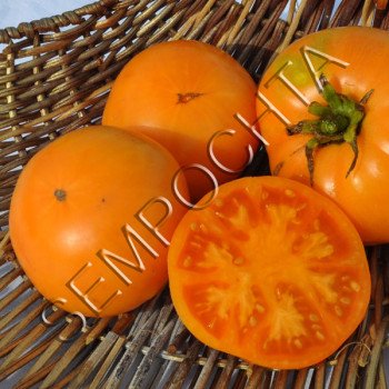 Томат Новий Діна (Dean`s Nova) /20 насінин/ *Приватна колекція*