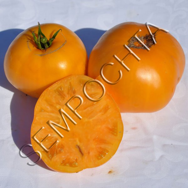 Томат Сільван Гаум Жовтий (Sylvan Gaume Yellow) /20 насінин/ *Приватна колекція*