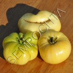 Томат Белый Воск (White Wax) /20 семян/ *Частная коллекция*