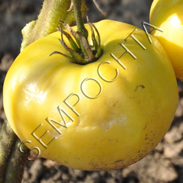 Томат Даггін Білий (Duggin White) /20 насінин/ *Приватна колекція*