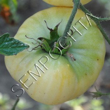 Томат Цукор Білий /20 насінин/ *Приватна колекція*