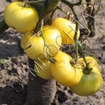 Томат Язон /20 семян/ *Частная коллекция*