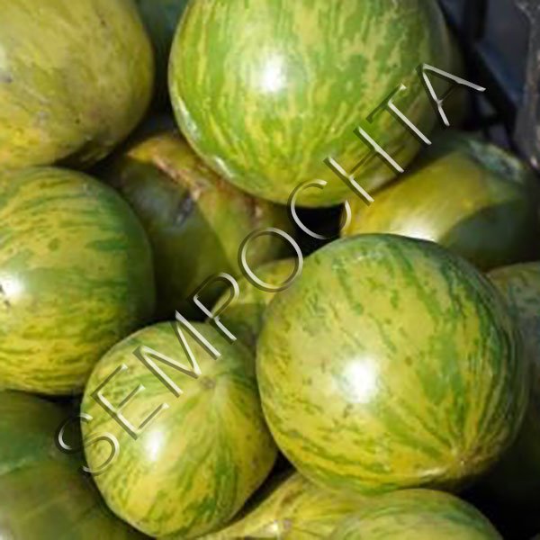 Томат Зебра Рита /20 насінин/ *Приватна колекція*