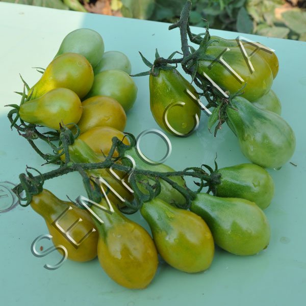 Томат Зелена Груша /20 насінин/ *Приватна колекція*