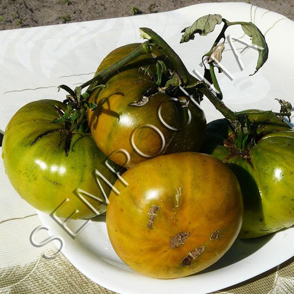 Томат Зелена Доротті /20 насінин/ *Приватна колекція*