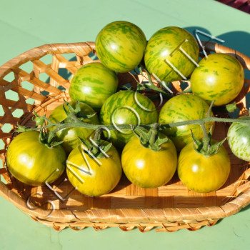 Томат Абраказебра (Abracazebra) /20 насінин/ *Приватна колекція*