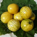 Томат Белая Зебра (White Zebra) /20 семян/ *Частная коллекция*