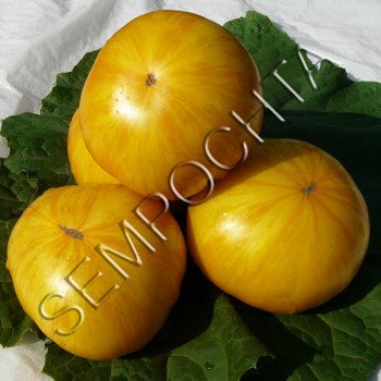 Томат Велика Жовта Зебра /20 насінин/ *Приватна колекція*