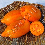 Томат Желтый Огонь (Yellow Fire) /20 семян/ *Частная коллекция*