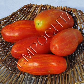 Томат Огненный Марцано (Marzano Fire) /20 семян/ *Частная коллекция*