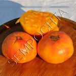 Томат Помаранчевий Орангутан (Orange Orangutan) /20 насінин/ *Приватна колекція*