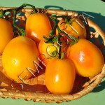 Томат Пастельні Рукава (Pastel Sleeves) /20 насінин/ *Приватна колекція*