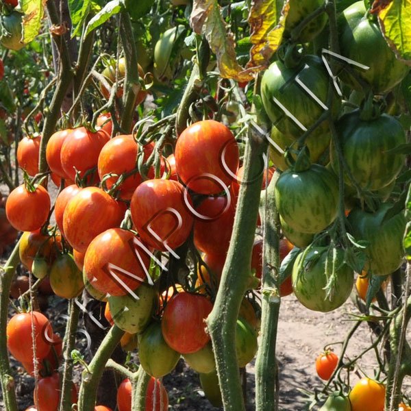 Томат Пасхальные Яйца /20 семян/ *Частная коллекция*