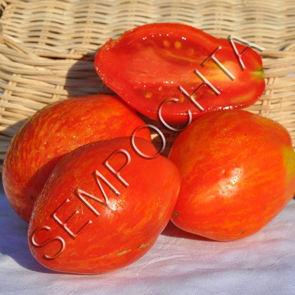 Томат Смугастий Балканський Тигр Блена Хортона (Blane Horton`s Striped Balkan Tiger) /20 насінин/ *Приватна колекція*