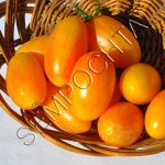 Томат Румянец /20 семян/ *Частная коллекция*