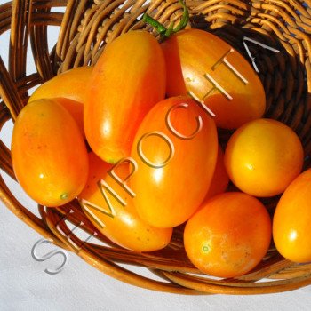 Томат Рум'янець /20 насінин/ *Приватна колекція*