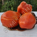 Томат Большая Девочка /20 семян/ *Частная коллекция*